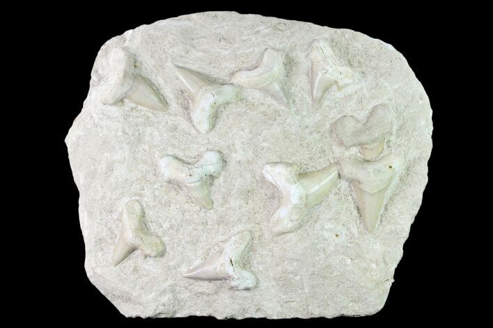Fossil Mackeral Shark (Otodus) Teeth - Composite Plate #137338